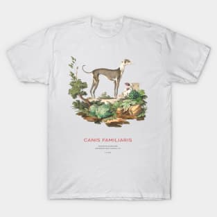 Italian Greyhound - Antique Sighthound Engraving T-Shirt